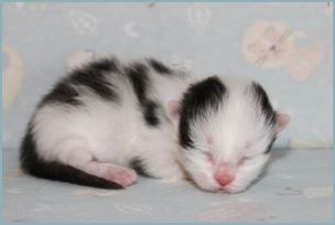 Male Siberian Kitten from Deedlebug Siberians